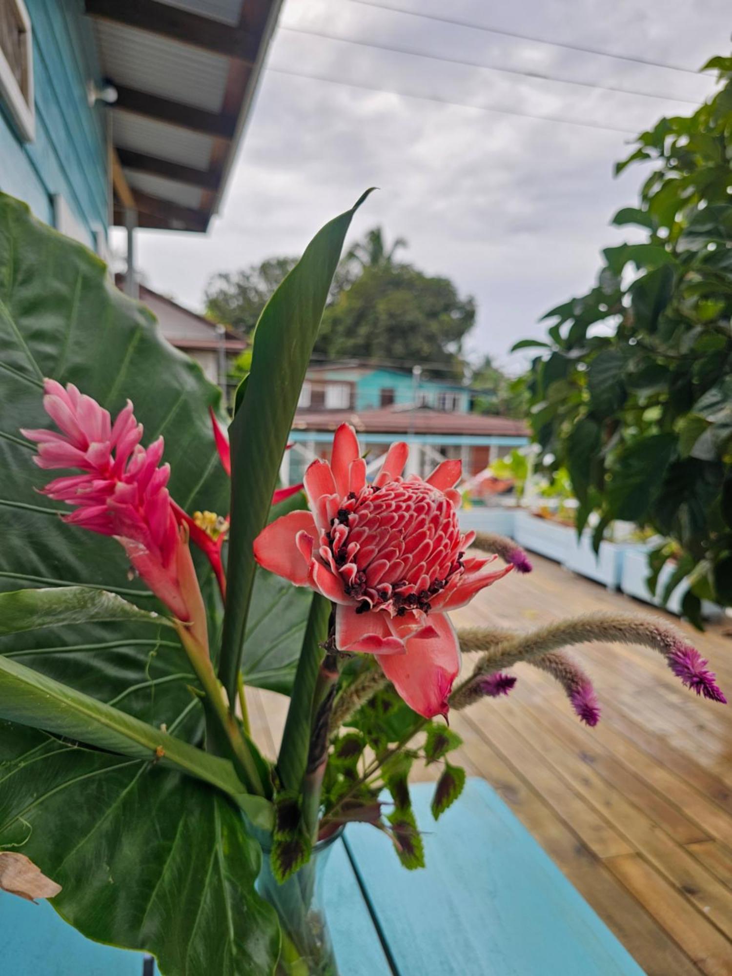 Casa Pelicano Bocas del Toro Exterior photo